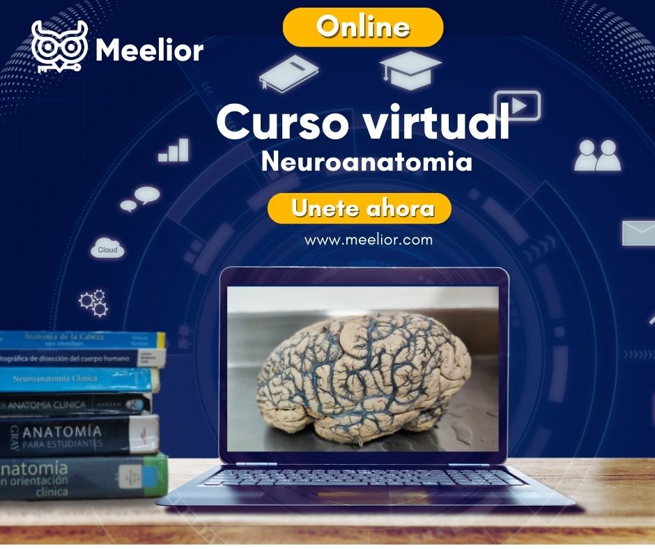 CURSO DE NEUROANATOMIA DEL SISTEMA NERVIOSO CENTRAL