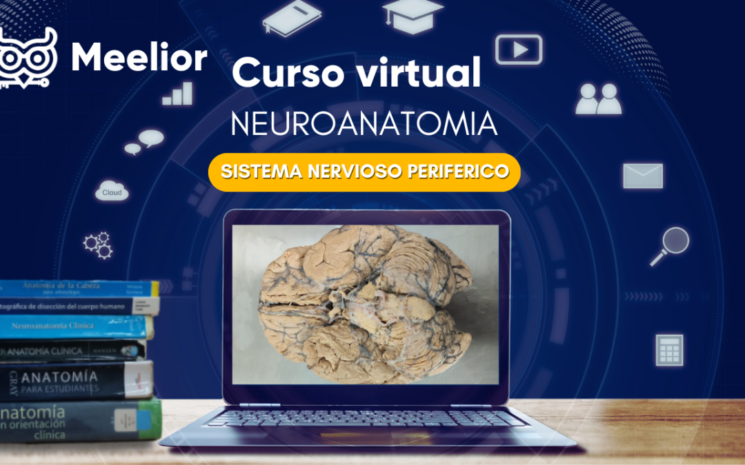 CURSO DE NEUROANATOMIA DEL SISTEMA NERVIOSO PERIFERICO