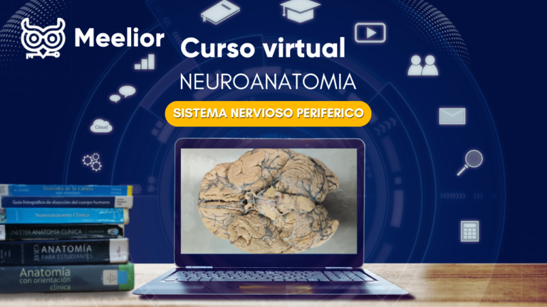 CURSO DE NEUROANATOMIA DEL SISTEMA NERVIOSO PERIFERICO